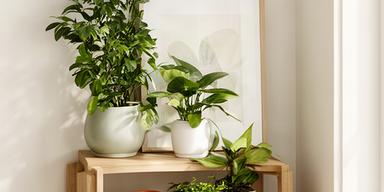 Mueble pequeño de apoyo con plantas de interior y marco decorativo en rincón luminoso de hogar